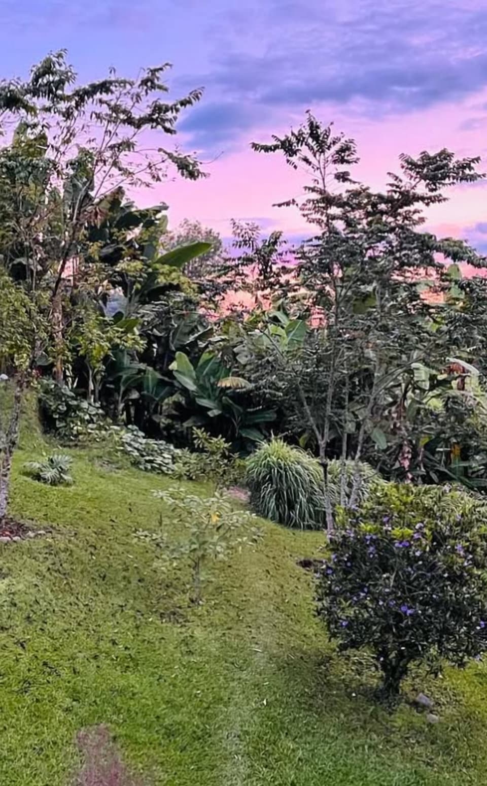 Jardín con prado, árboles jóvenes, plantas tropicales y una mesa de picnic de madera bajo un cielo rosado y morado al atardecer, con montañas a la izquierda.