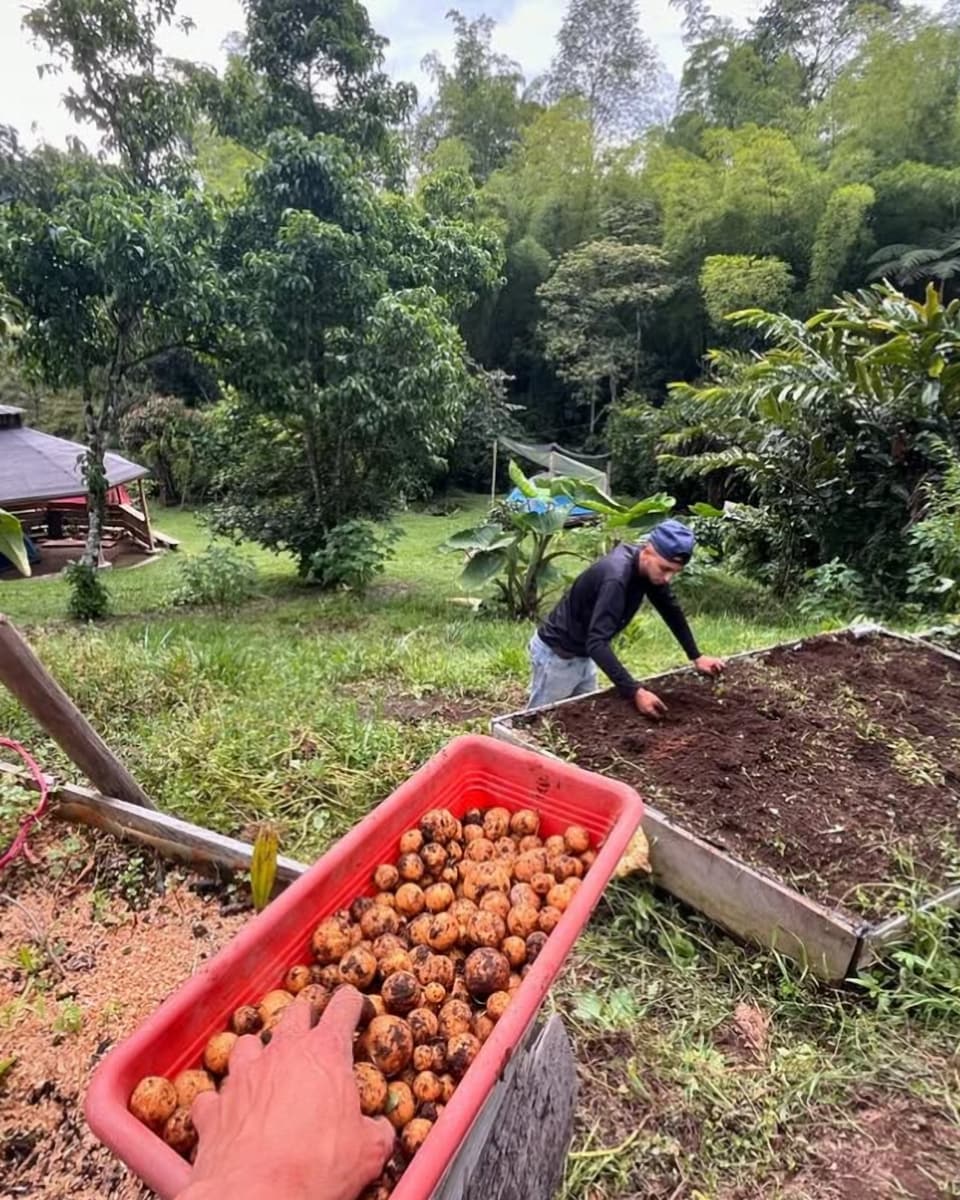 Una persona siembra en una cama elevada de tierra oscura mientras otra mano sostiene una bandeja roja con papas pequeñas; al fondo, un kiosco redondo y bosque.