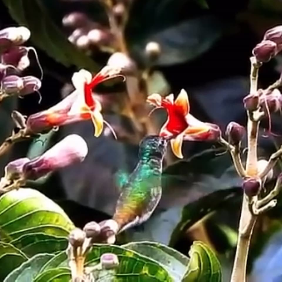 Colibrí verde iridiscente libando una flor tubular roja y amarilla entre botones morados (fotograma de un video).