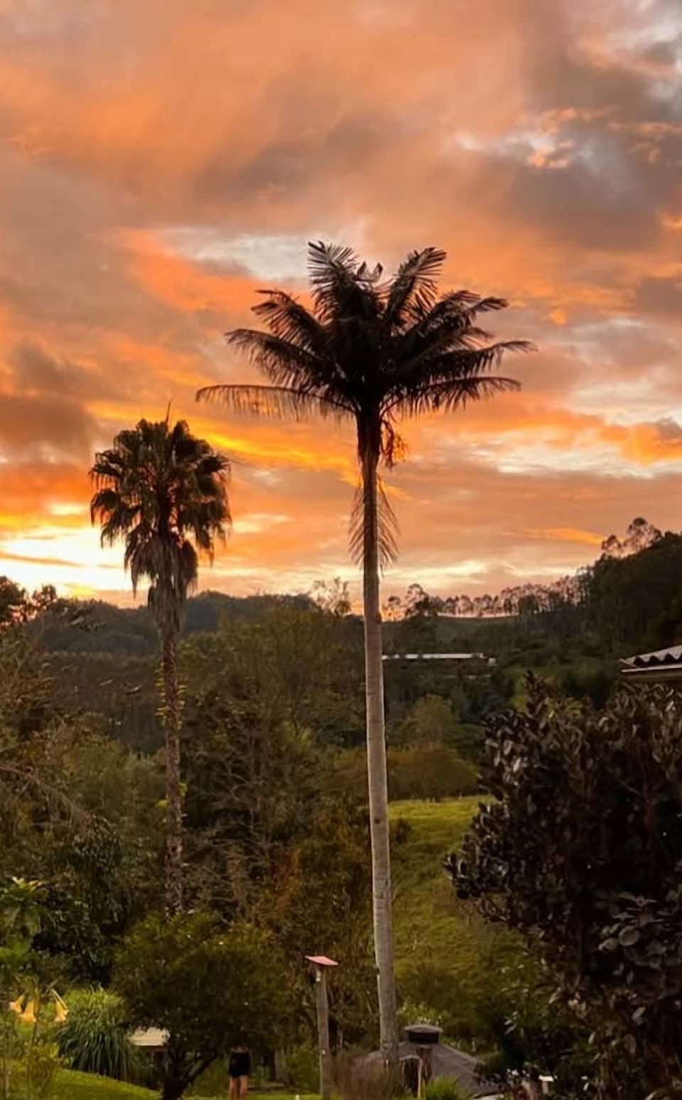 Atardecer naranja y rosado sobre el valle visto desde la finca, con una palma alta y delgada recortada contra las nubes y el jardín en primer plano.